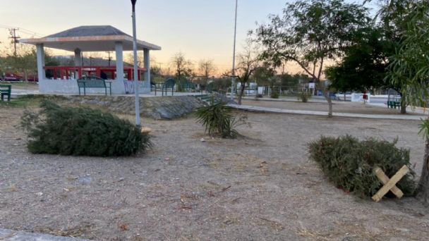Registra Monterrey baja recolección de pinos navideños