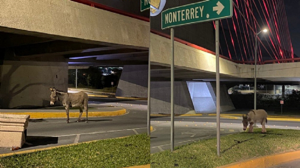 Avistan a burros sueltos en calles de San Pedro