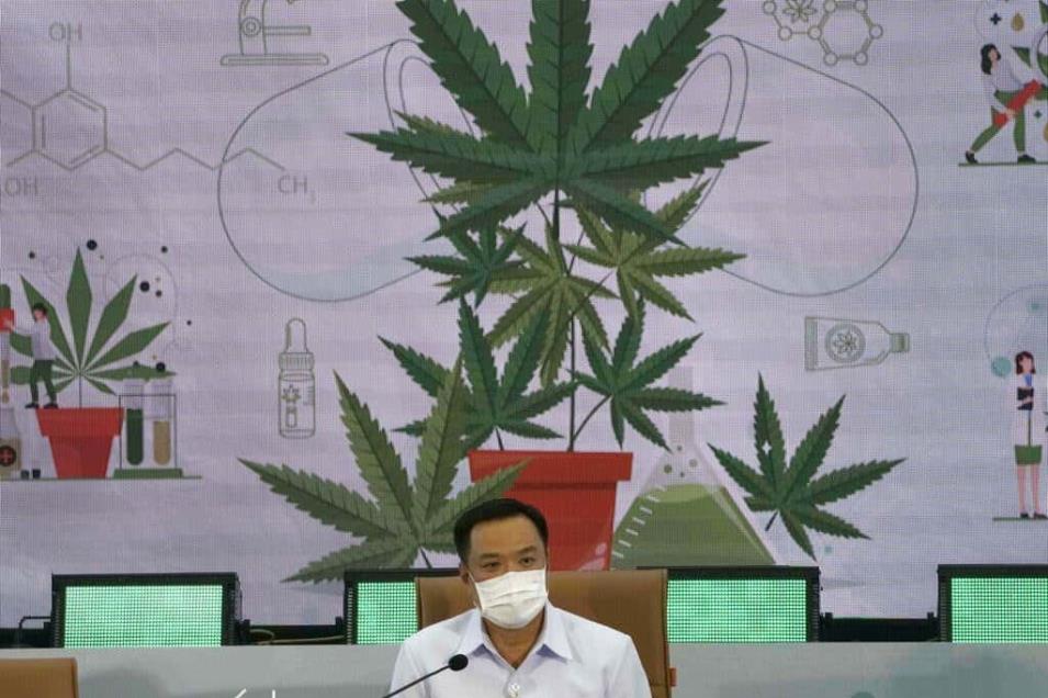 Distribuirá Tailandia plantas de marihuana sin costo