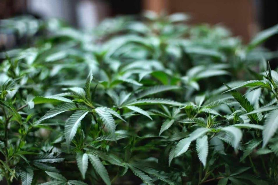 SCJN rechaza penalizar posesión de Marihuana