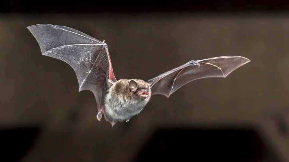 Murciélagos: el equilibrio en el ecosistema de Nuevo León