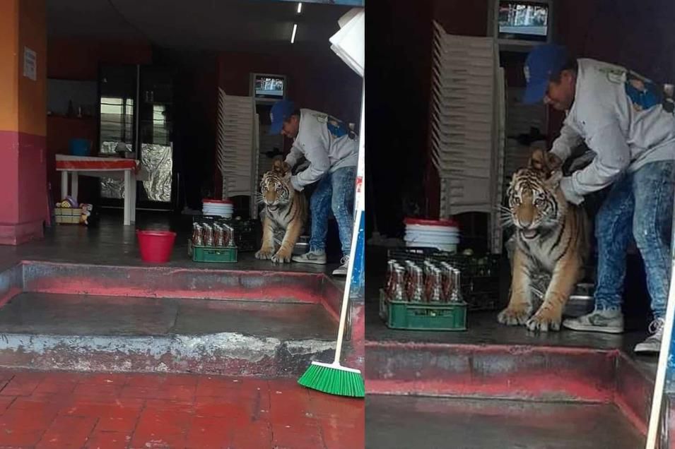 Tigre de bengala es sorprendido dentro de una taquería