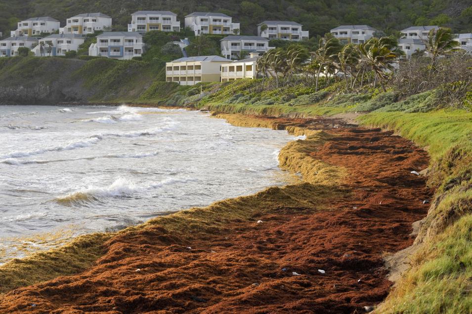 Algas ‘devastadoras’ asfixian las costas del Caribe