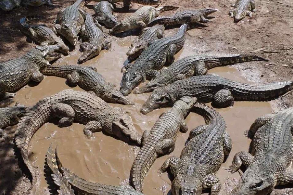 Pide Semarnat plan emergente para población de cocodrilos