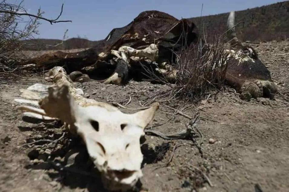 Sequía provoca muerte de ganado en Tamaulipas