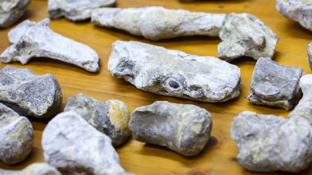 UANL investiga origen de fósiles hallados en Linares