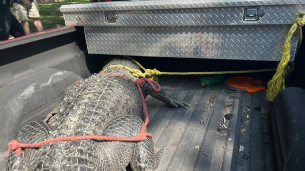 Captan a enorme cocodrilo paseando por vecindario de Houston