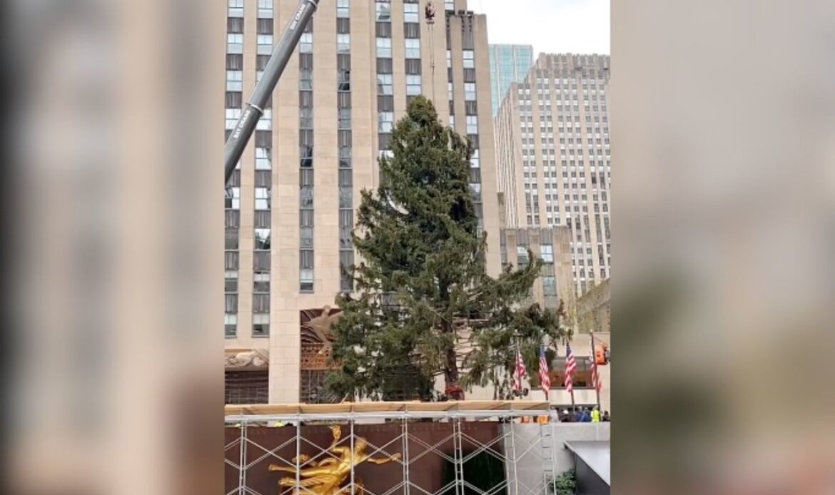 Instalan el tradicional pino de navidad en plaza Rockefeller