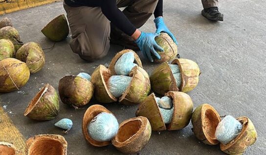 Incautan en Sonora 300 kilos de fentanilo escondidos en cocos
