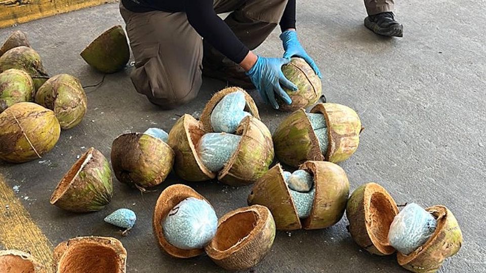 Incautan en Sonora 300 kilos de fentanilo escondidos en cocos