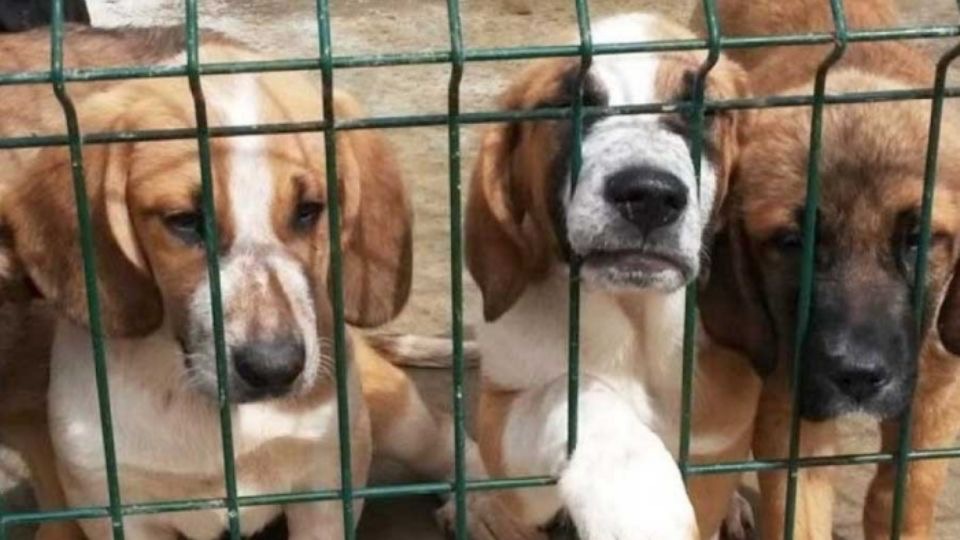 Nuevo León prohibirá venta de perros y gatos provenientes de criaderos