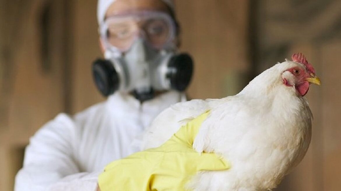 Sacrifican 800,000 aves por influenza aviar en Ecuador