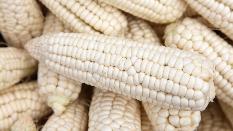 Aranceles a exportación de maíz blanco no tienen impacto: CEA-NL