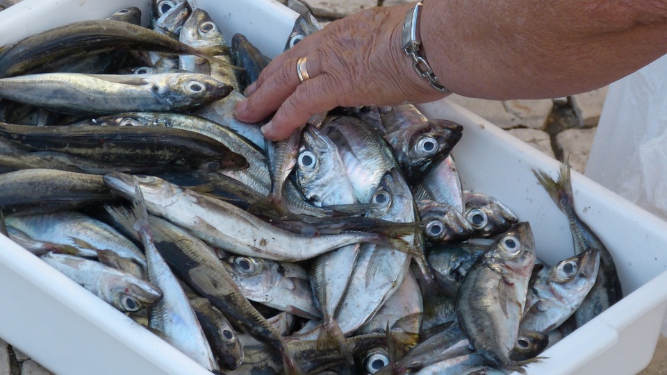 Alertan por consumo de pescado de agua dulce en EU