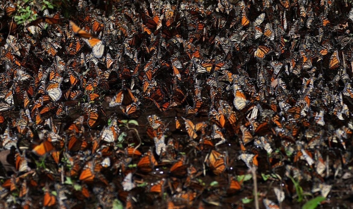 Número de mariposas monarca que hibernan en México disminuye