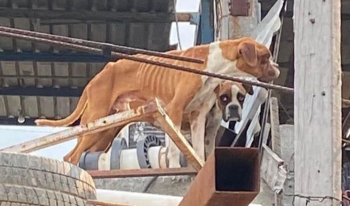Rescatan a perros abandonados en Monterrey
