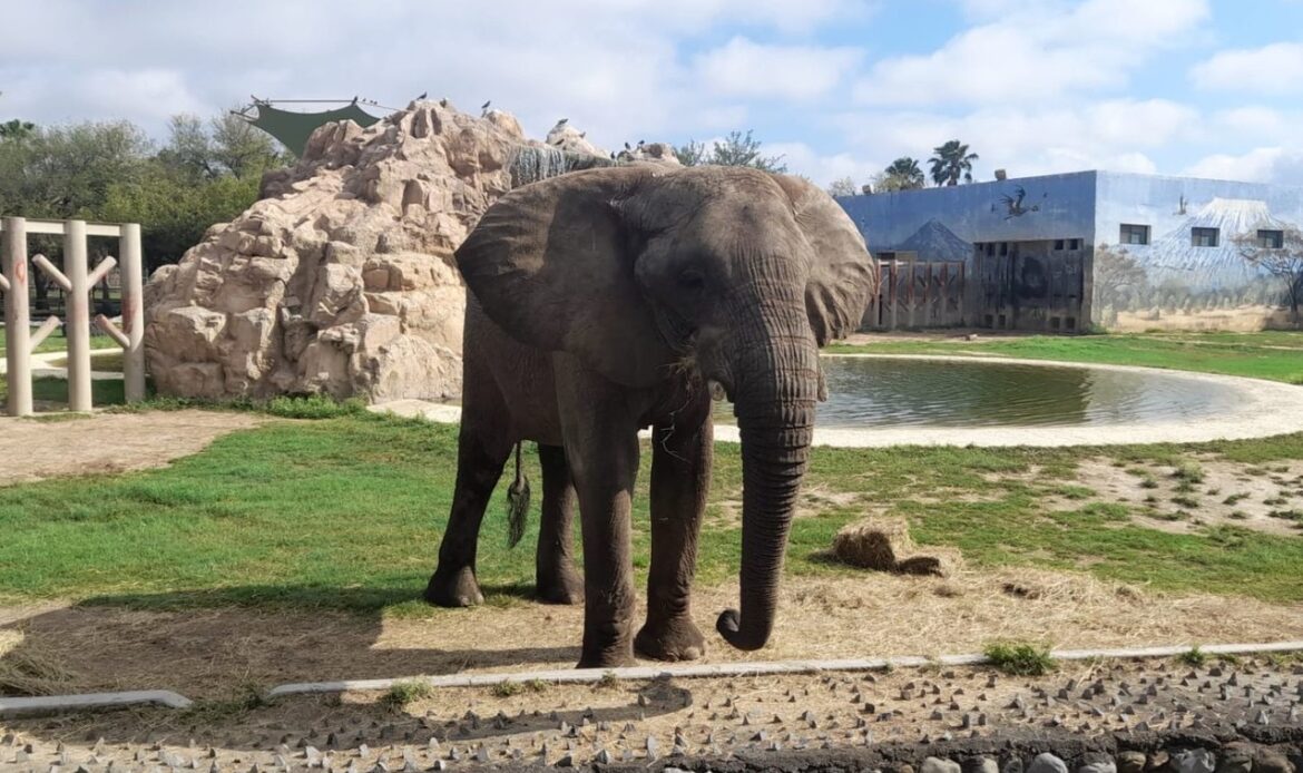 Zoológico La Pastora prepara festejo por 17 años de Monty