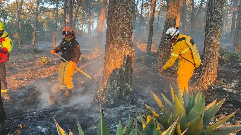 Protección Civil NL reduce incidencia de incendios forestales en un 99%