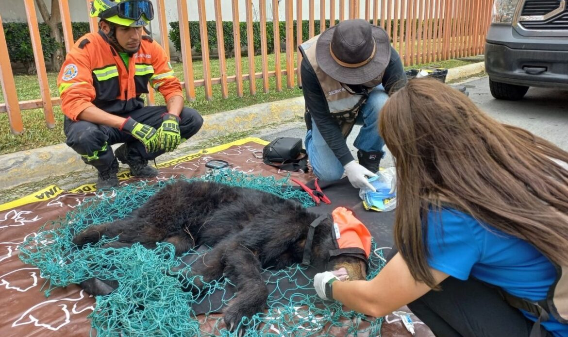 Rescatan a oso al interior de una empresa en García
