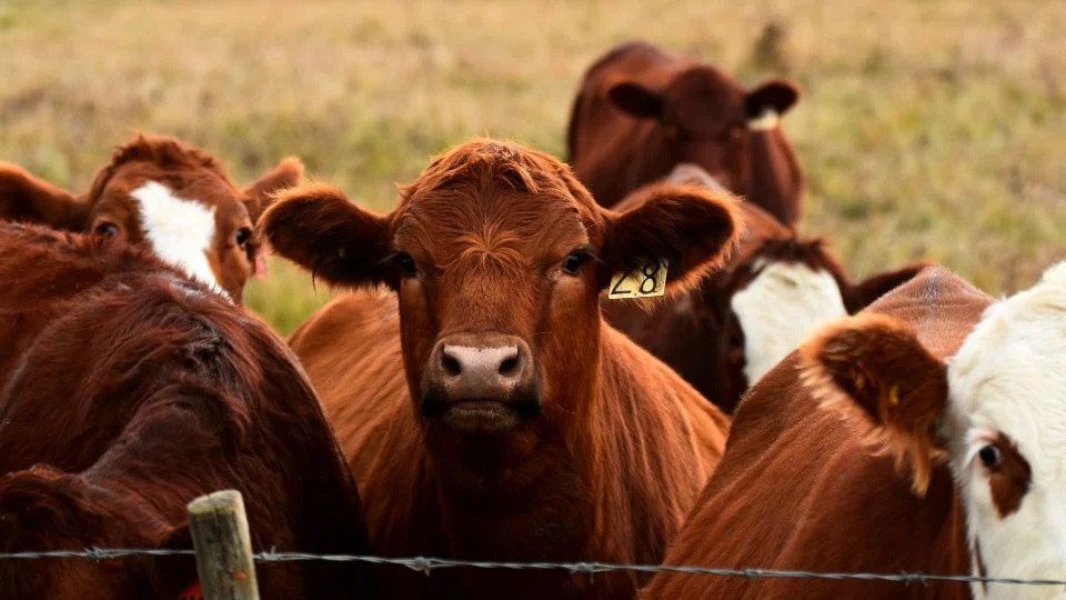 Sancionarán a rastros de NL que no cumplan con normas para transportar ganado