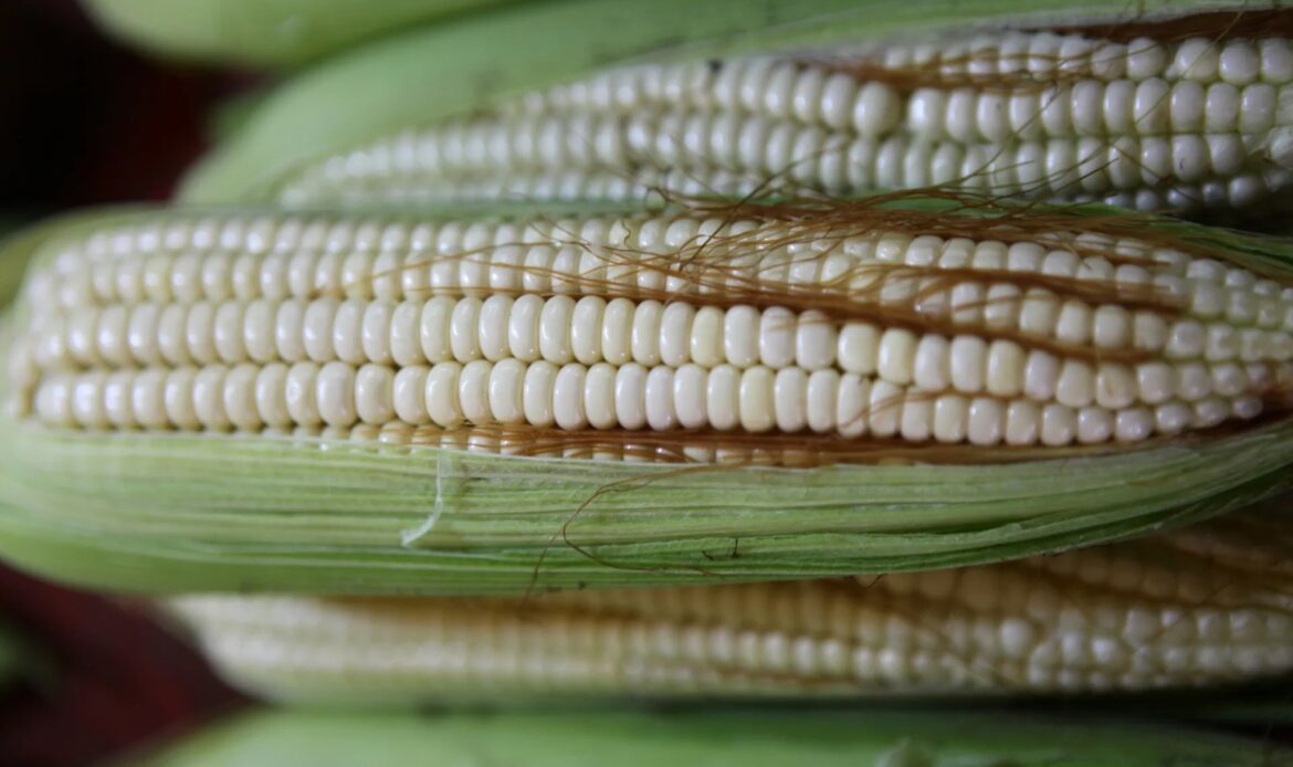 EE.UU. pide a México retrasar prohibición del maíz transgénico para consumo humano