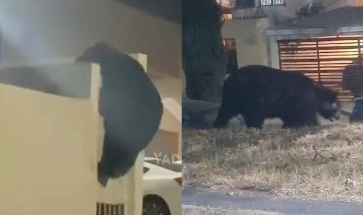 Enorme oso intenta ingresar a casa en Ciudad Satélite