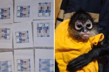 Caen falsificadores de billetes en la CDMX; les aseguran un mono