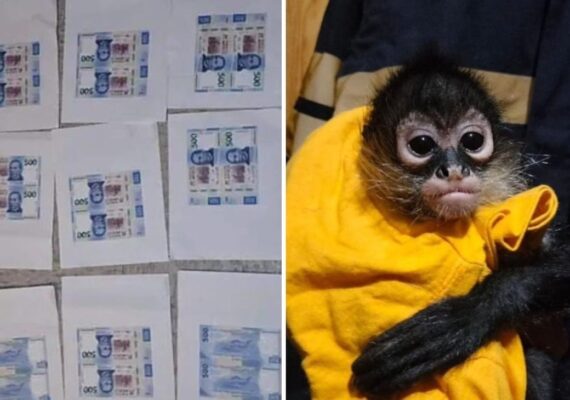 Caen falsificadores de billetes en la CDMX; les aseguran un mono
