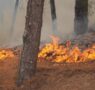 Temen que incendio forestal de San Luis Potosí llegue a NL