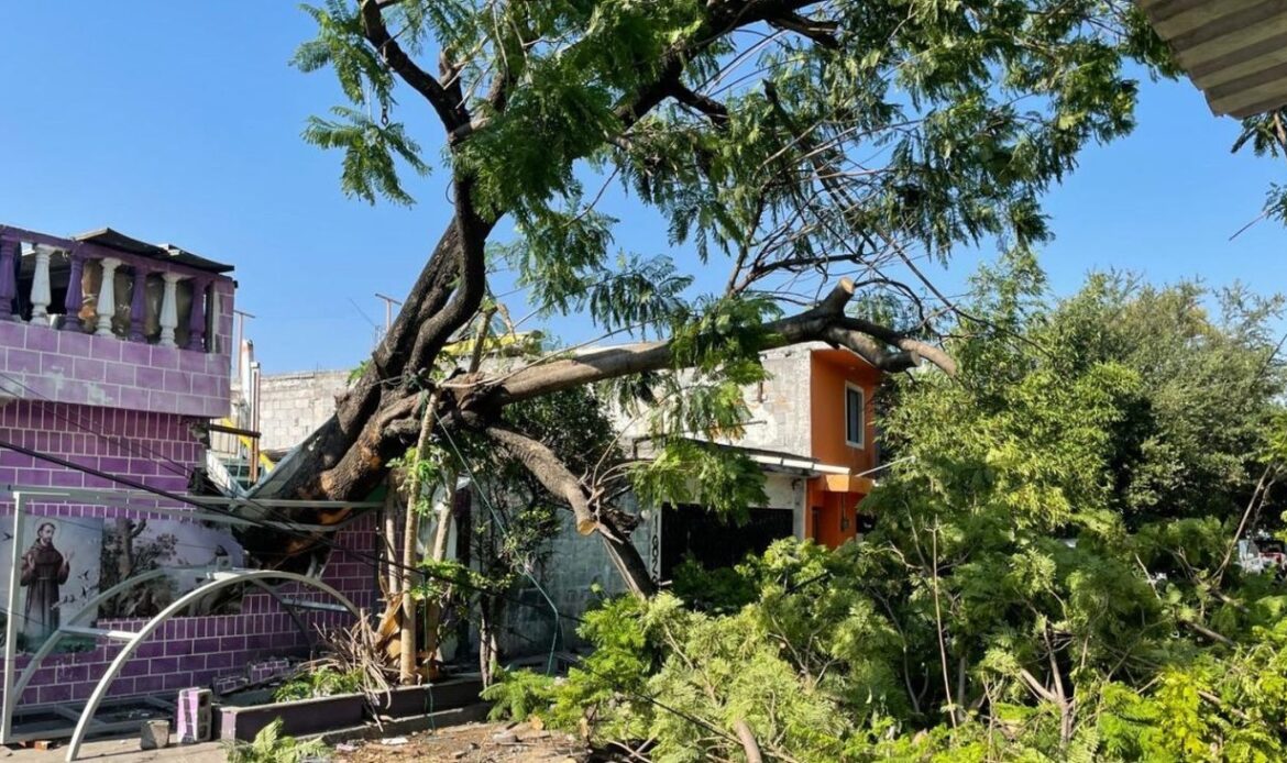 Cae árbol de 50 años de antigüedad en la colonia Rubén Jaramillo